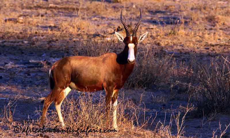 Affordable blesbok bow hunting safaris South Africa
