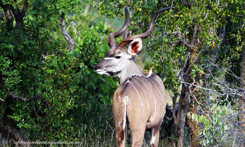 Best time of year to bow hunt kudu South Africa