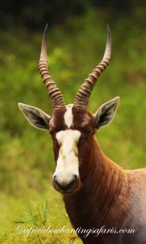 Blesbok bow hunting equipment