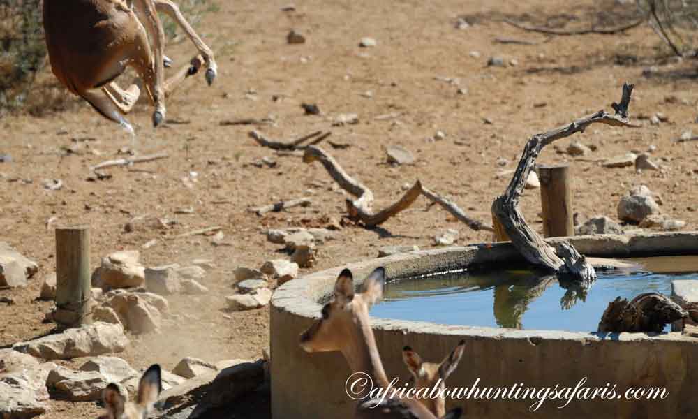 Bow hunting impala jumping the string