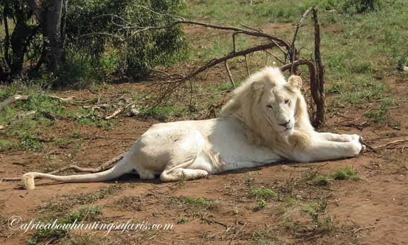 Bow hunting African white lion prices