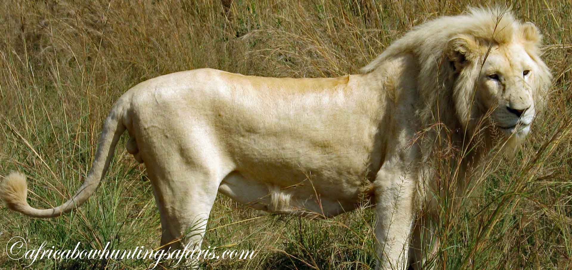 Bow hunting African white lions