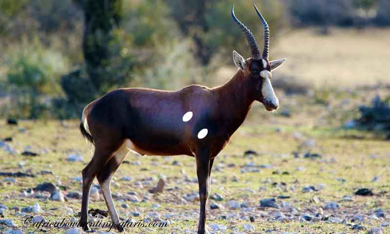 Bow hunting blesbok shot placement