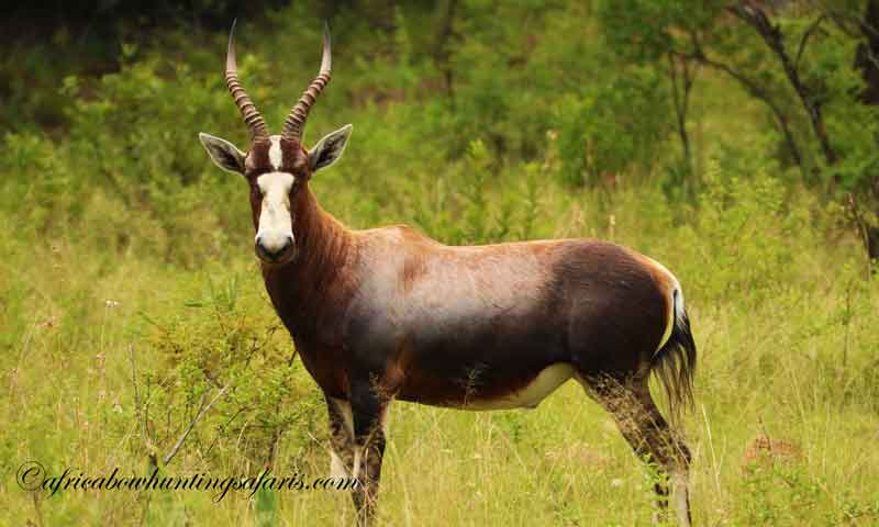 Bow hunting blesbok South Africa by the best blesbok bow hunters