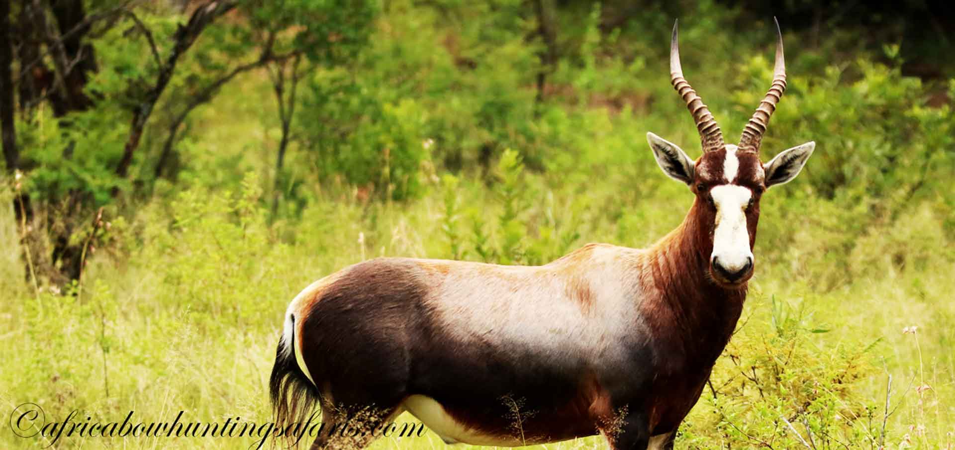 Bow hunting blesbok South Africa