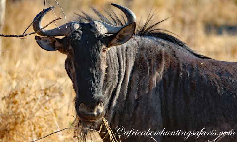 Bow hunting blue wildebeest a popular choice African bow hunting