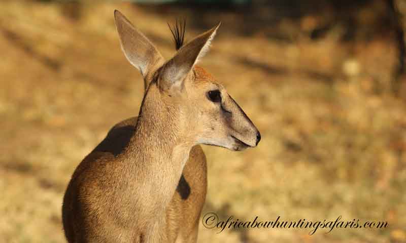 Bow hunting duiker an unexpected choice