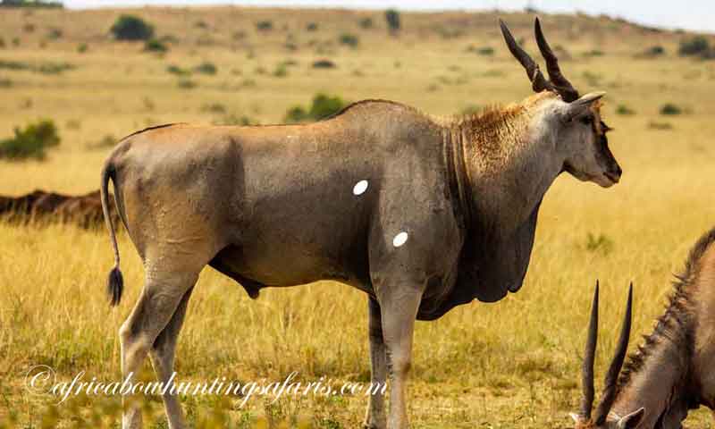 Bow hunting eland shot placement image