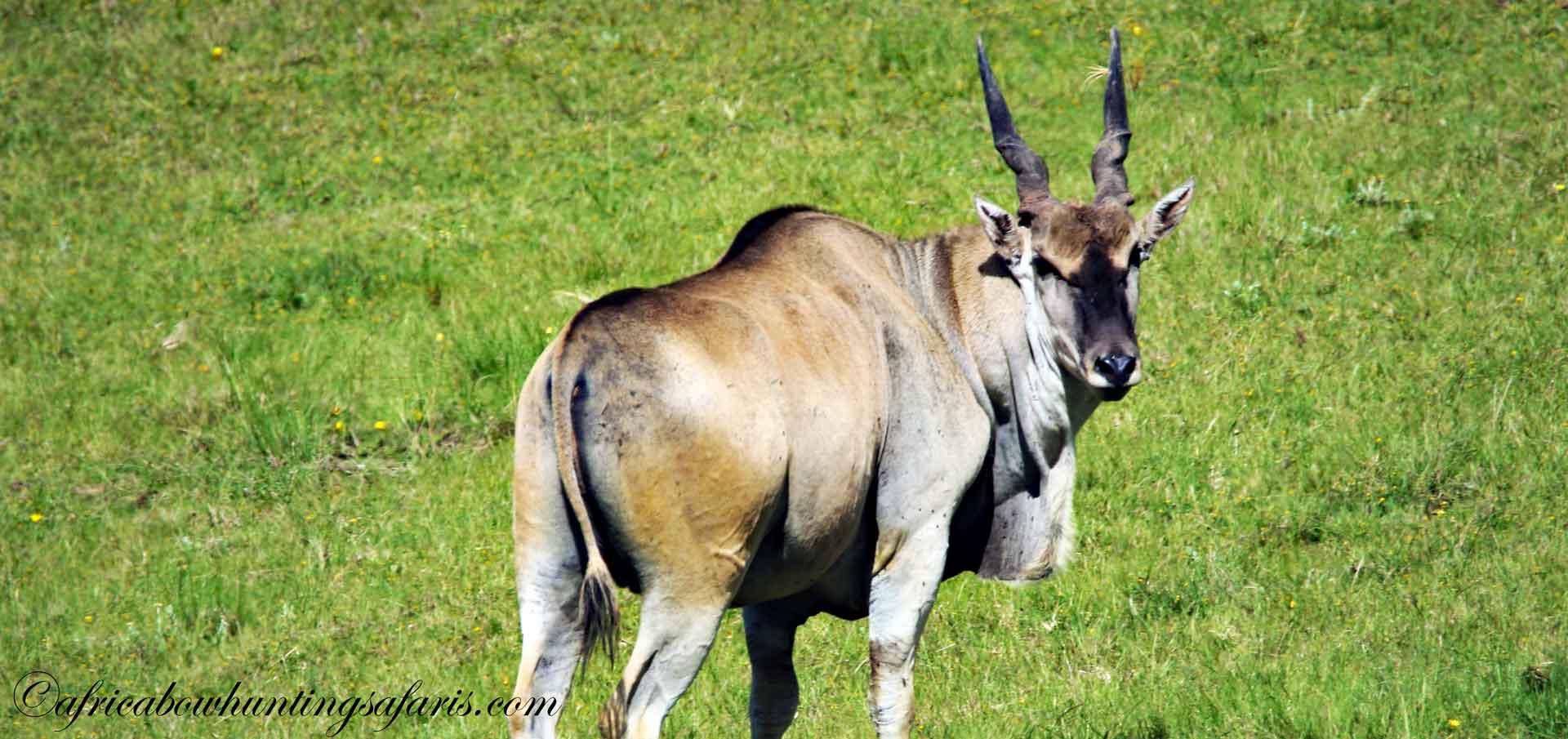 Bow hunting eland South Africa