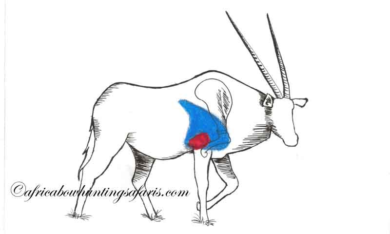 Bow hunting gemsbok shot placement diagram
