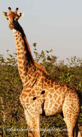 Bow hunting giraffe shot placement image