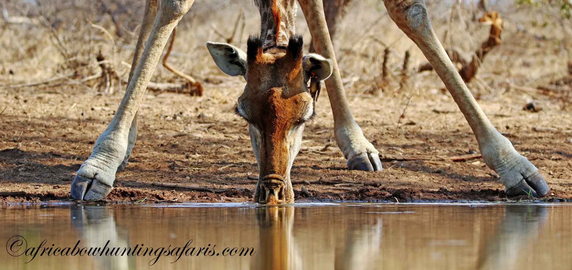 Bow hunting giraffe South Africa