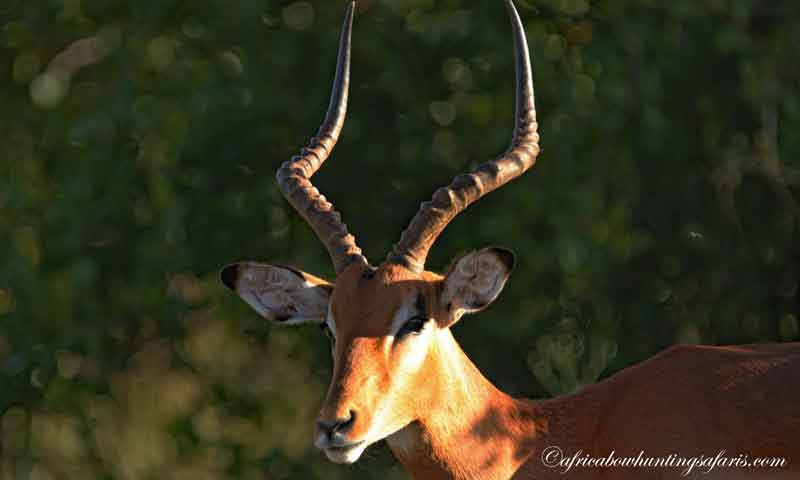 Bow hunting impala a popular choice for South African safaris