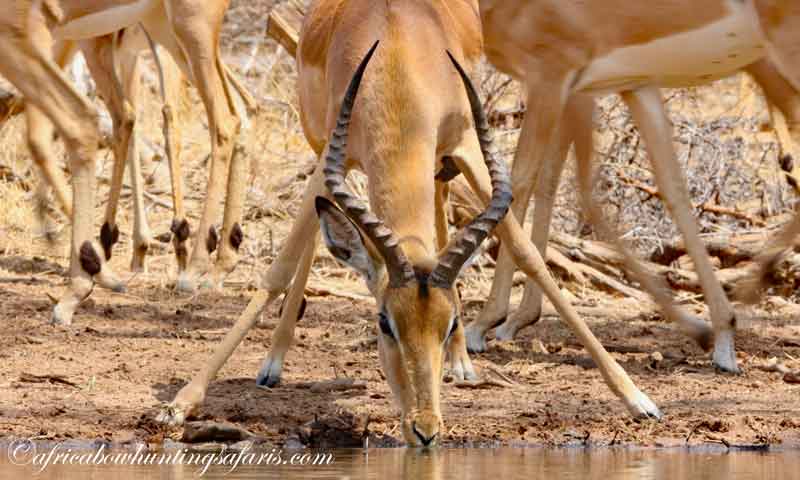 Bow hunting impala from a blind