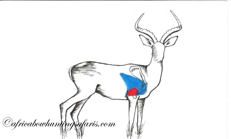 Impala 7 Bow hunting impala shot placement diagram