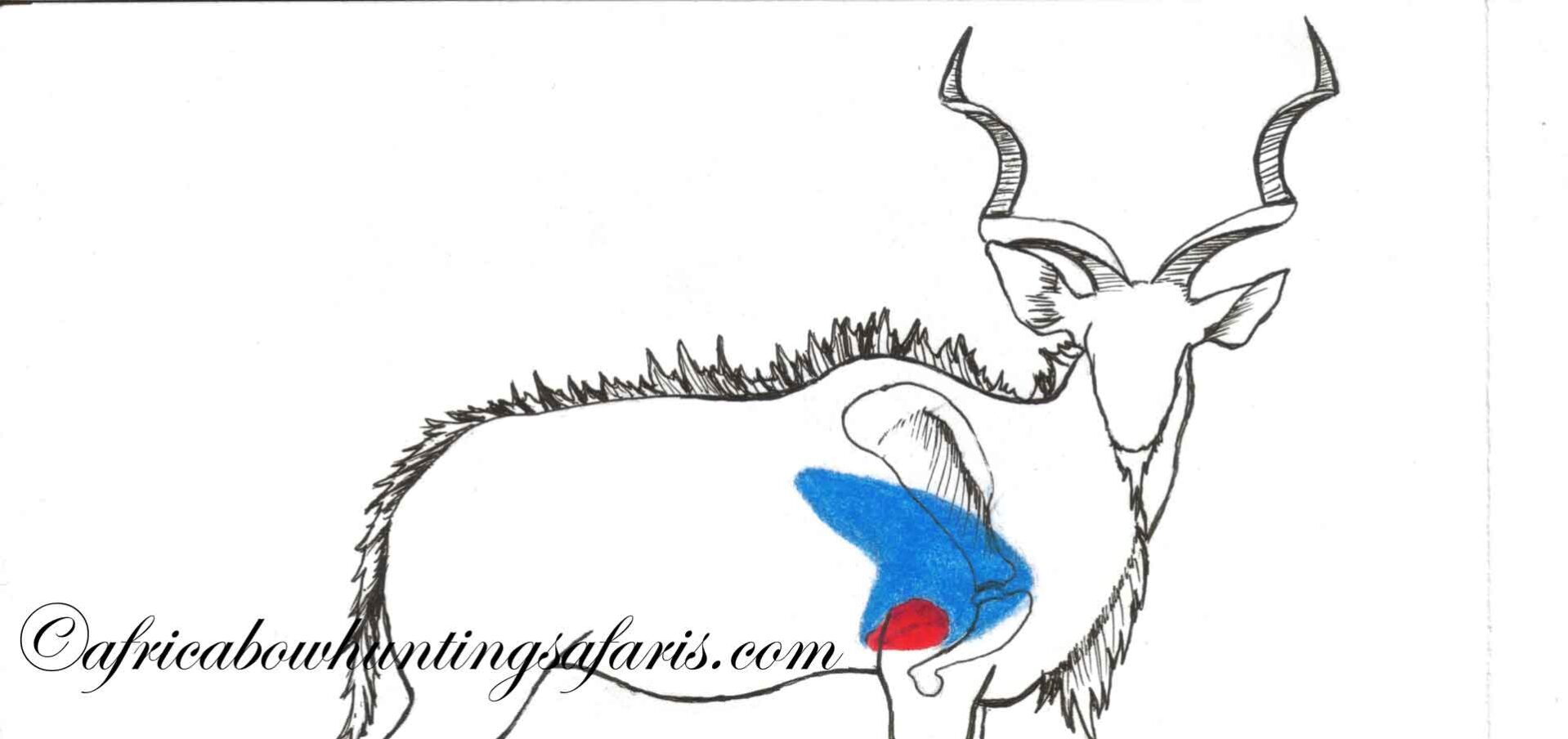Bow hunting kudu shot placement diagram