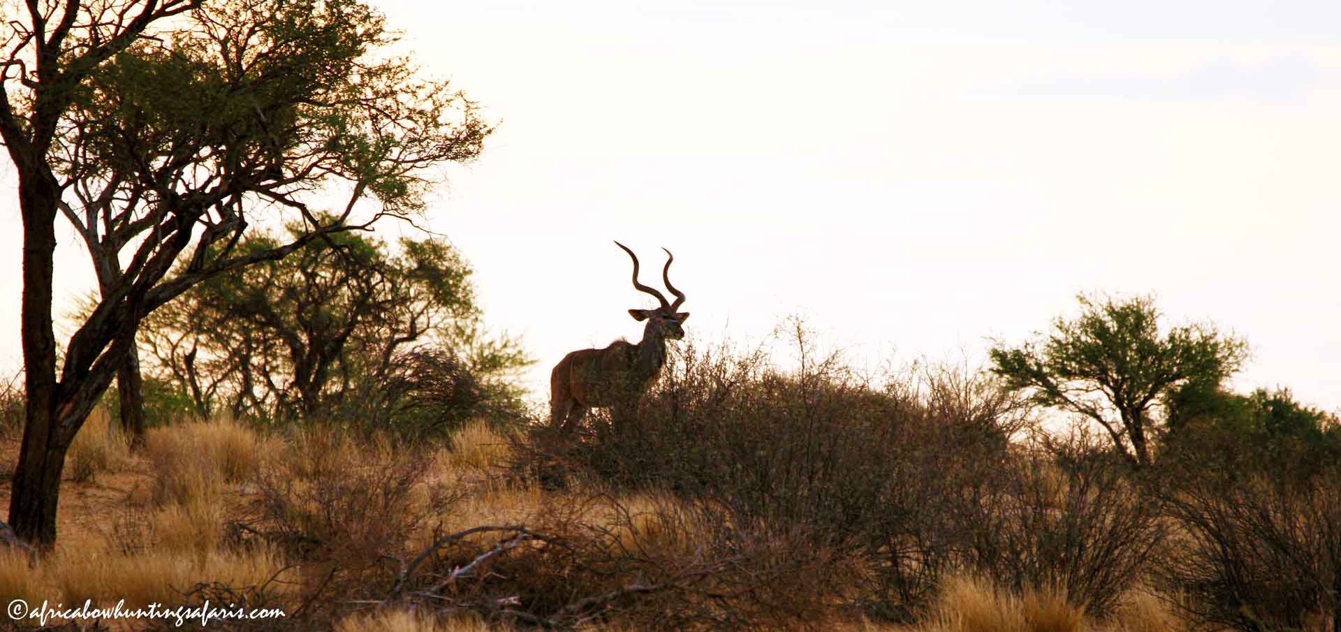 Bow hunting kudu tips and tricks South Africa