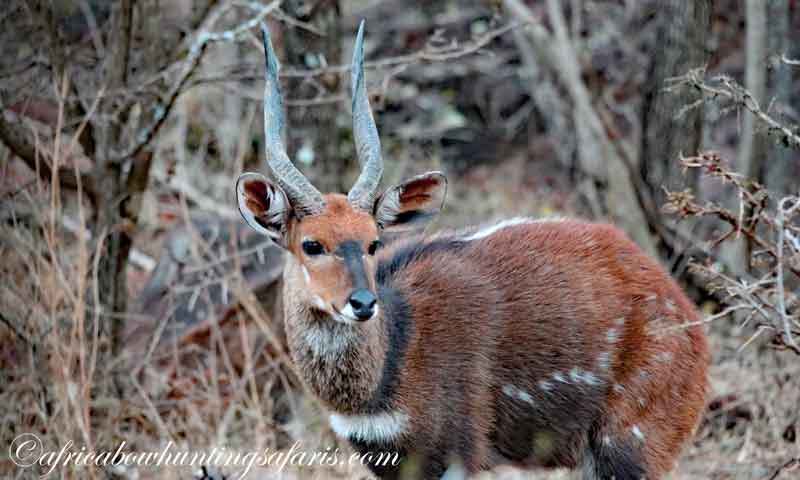 Bow hunting Limpopo bushbuck KE
