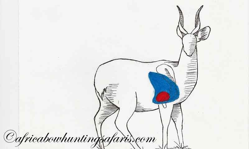 Bow hunting Limpopo bushbuck shot placement diagram