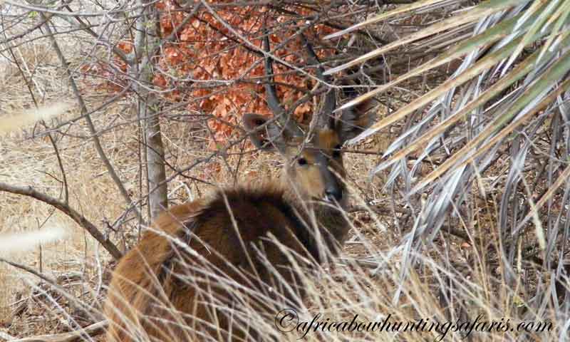 Bow hunting Limpopo bushbuck thrilling experience