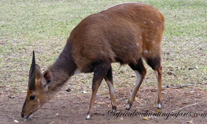 Bow hunting Limpopo bushbuck typical experience