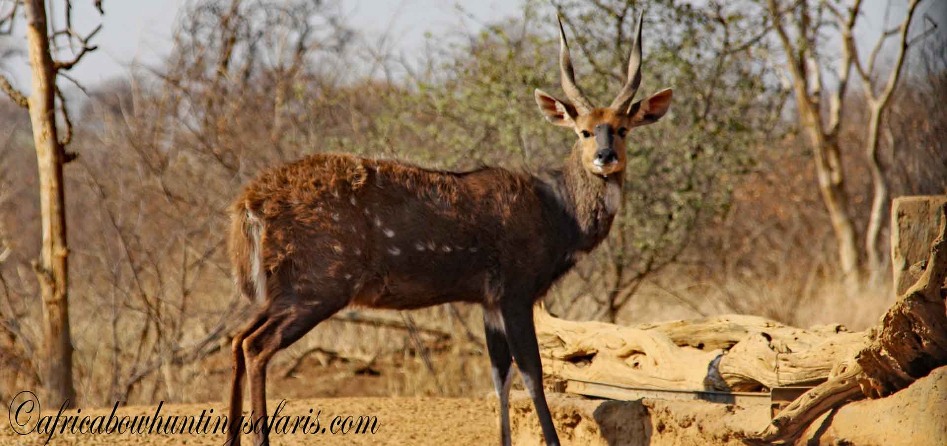 Bow hunting Limpopo bushbuck with the best bushbuck bow hunters