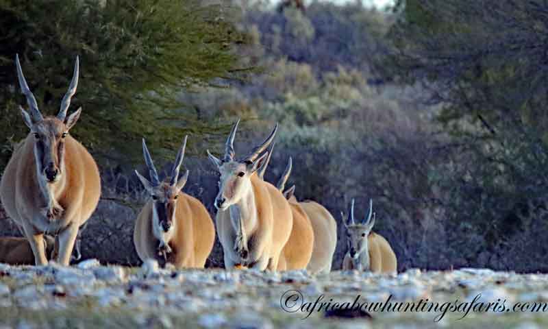 Bow hunting the largest antelope in the world