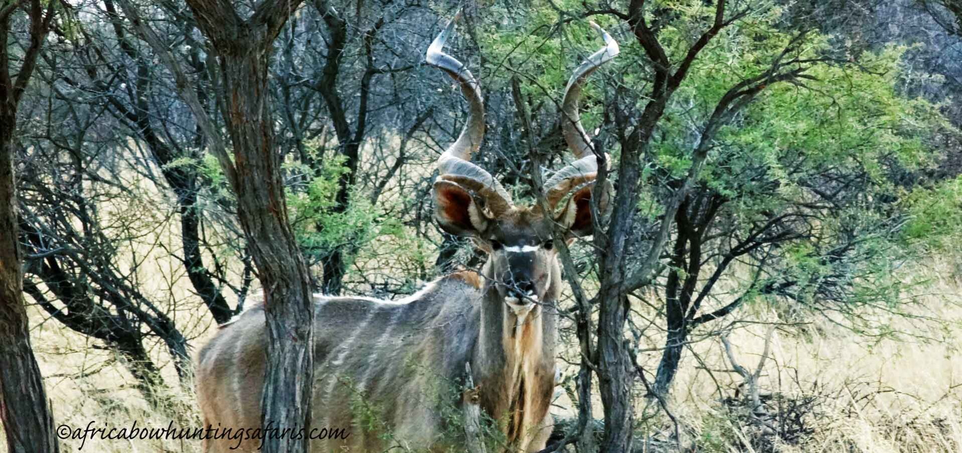 Bow hunting trophy kudu South Africa