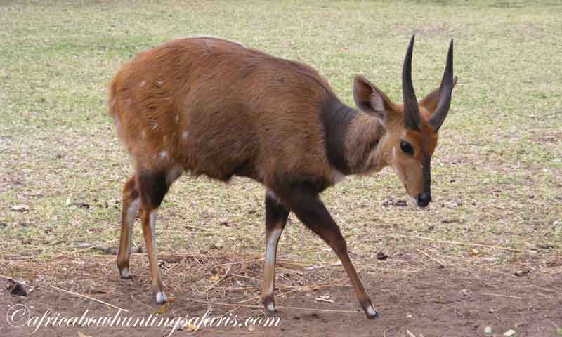 Bow hunting trophy Limpopo bushbuck