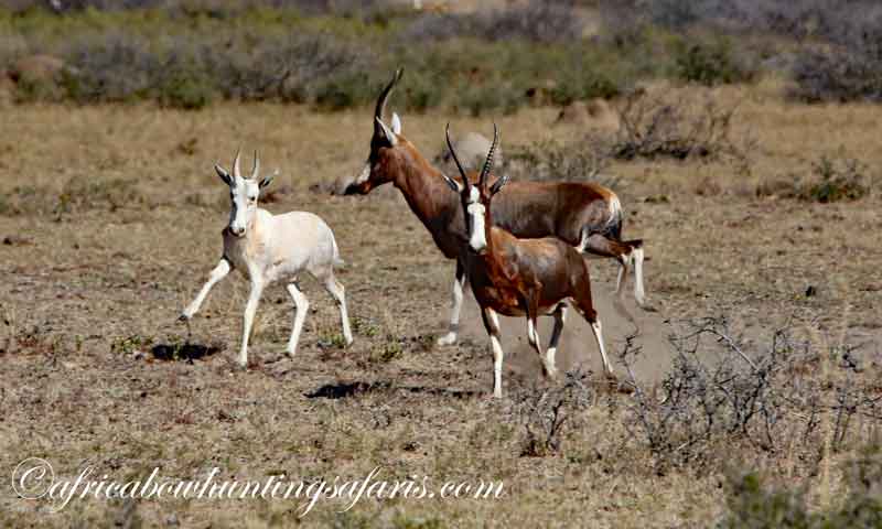Bow hunting white blesbok a popular choice on a blesbok safari