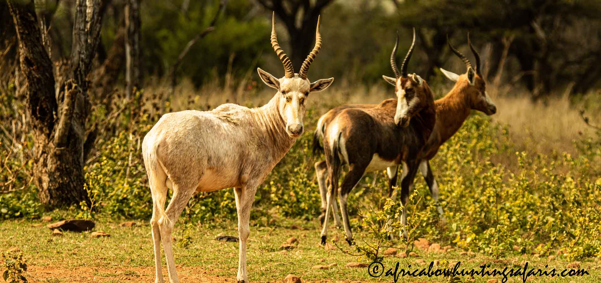 Bow hunting white blesbok South Africa