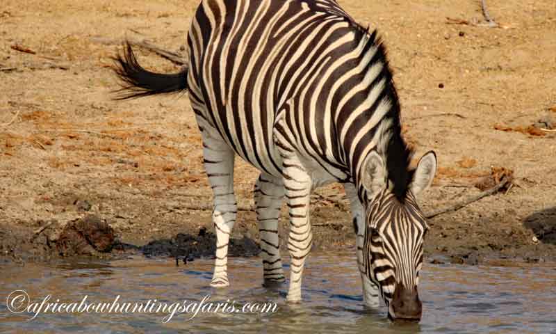 Bow hunting zebra from blind