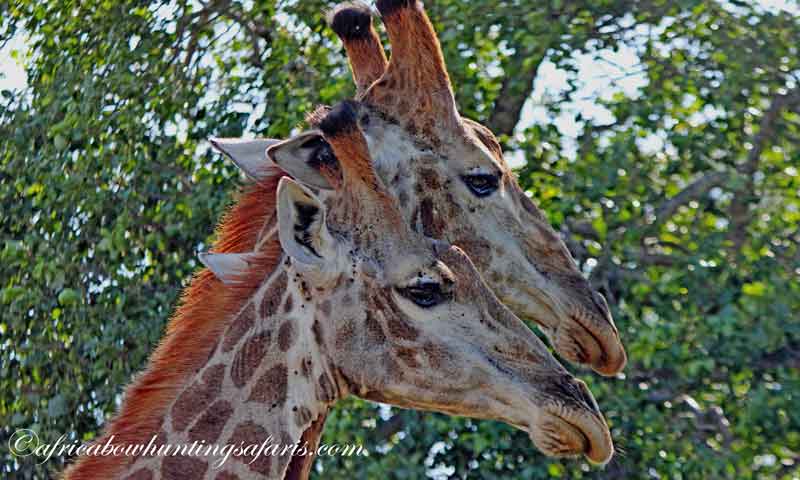 Broad heads bow hunting giraffe