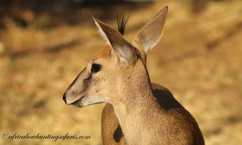 Draw weight bow hunting duiker