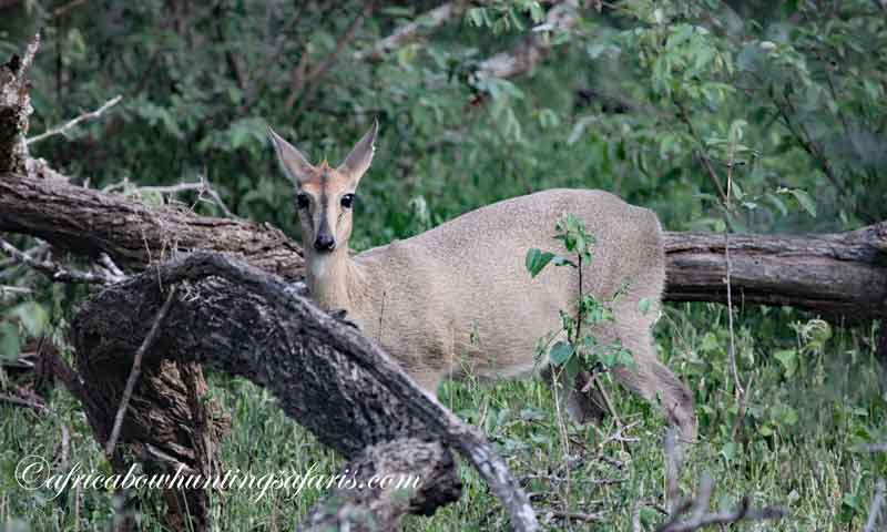 Duiker bow hunting equipment