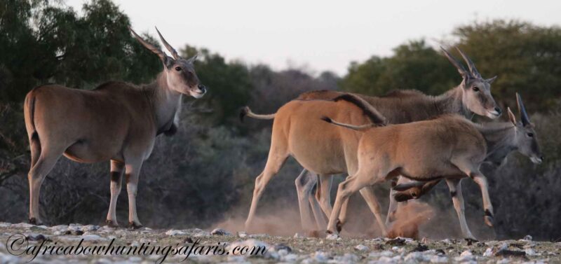 Eland bow hunting equipment