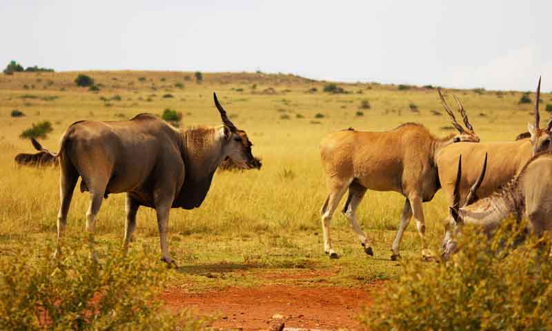 Eland bow hunting safaris South Africa