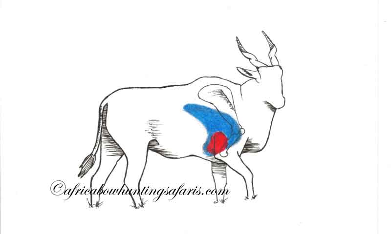 Eland bow shot placement diagram