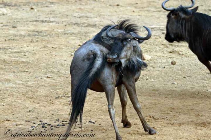 Equipment for bow hunting blue wildebeest