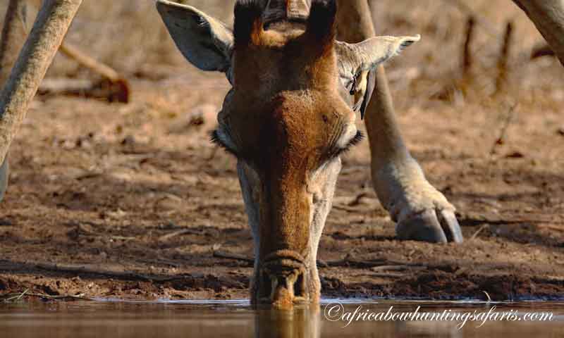 Giraffe a not so popular bow hunting choice