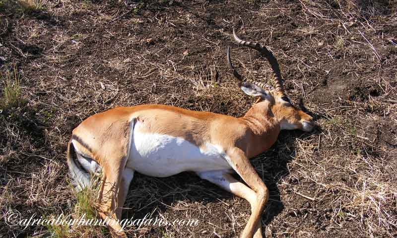 Impala bow hunting success