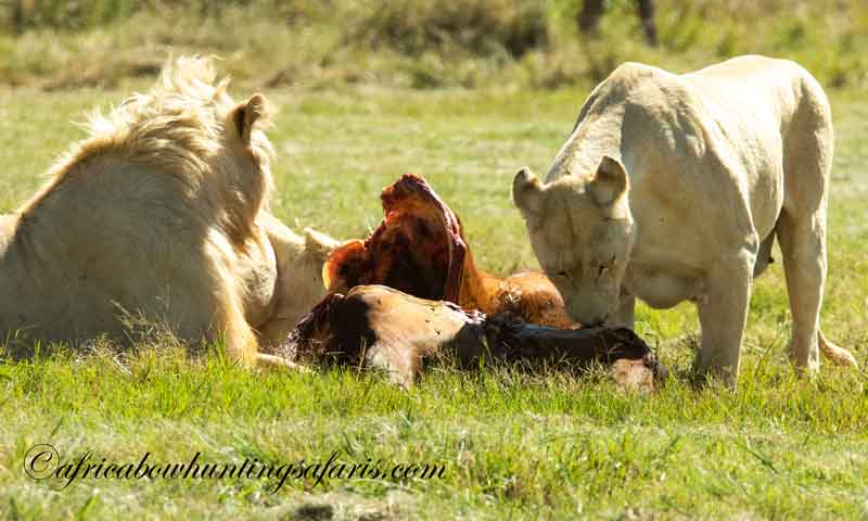 KE bow hunting African white lions
