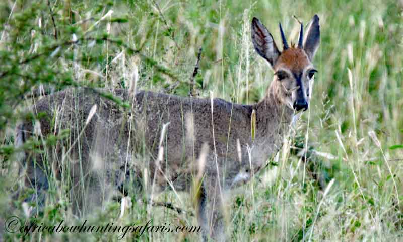KE bow hunting duiker