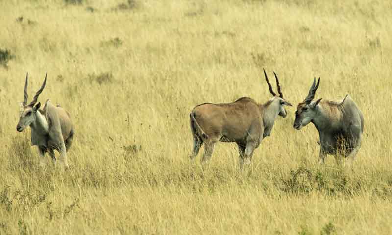 KE bow hunting eland