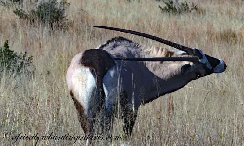 KE bow hunting gemsbok