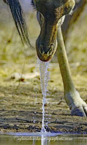 KE for bow hunting giraffe