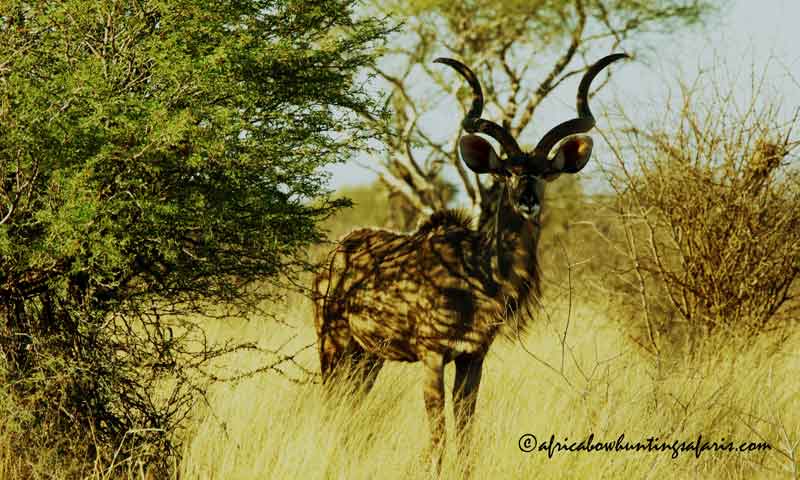 Kinetic energy KE for bow hunting kudu South Africa