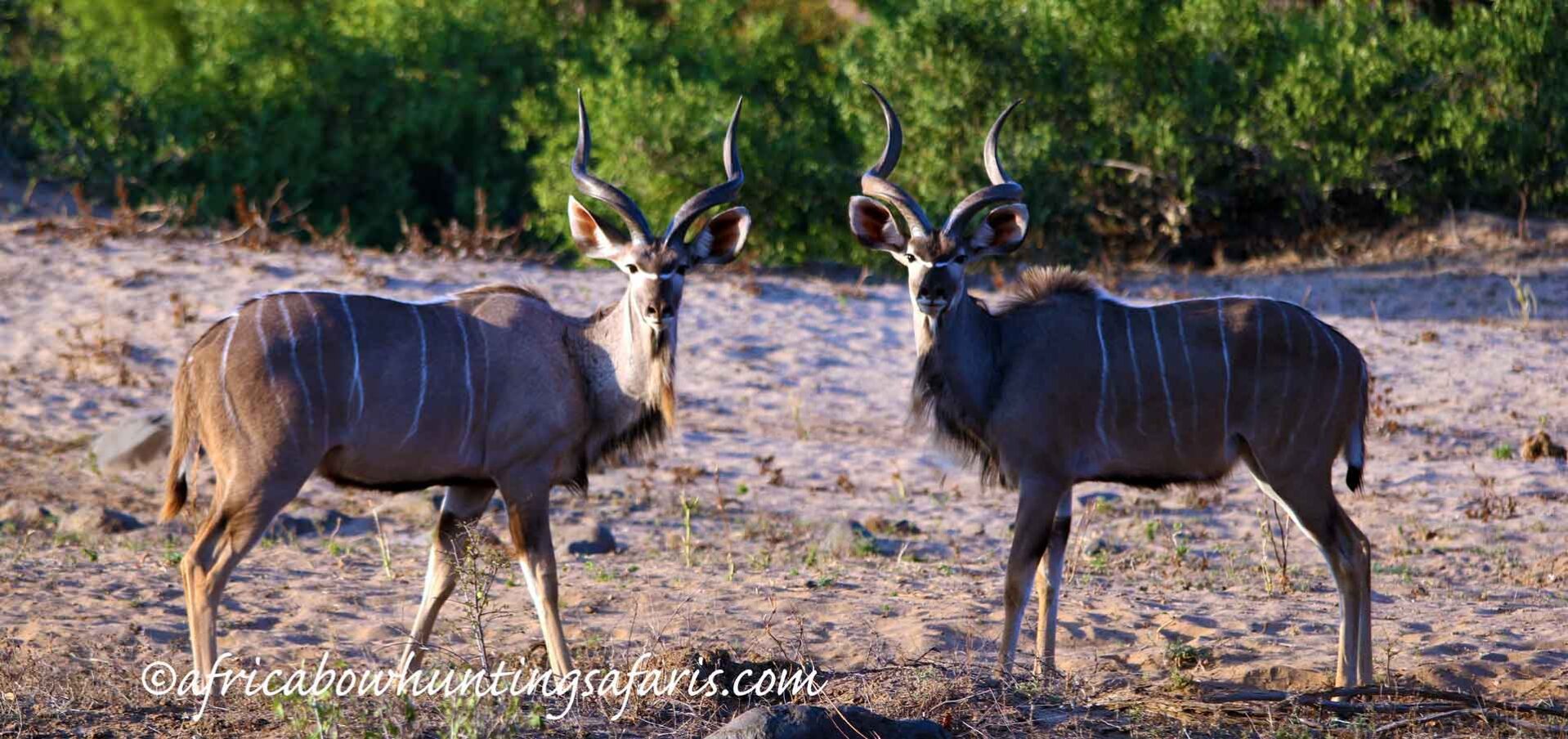 Kudu behavior and habitat
