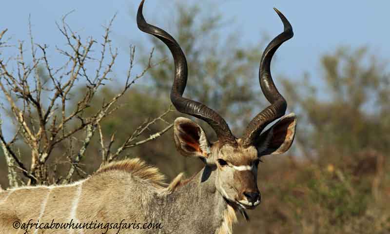 Kudu bow hunting South Africa