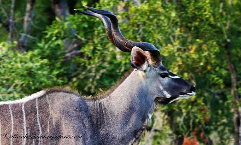 Kudu bow hunting tips and tricks
